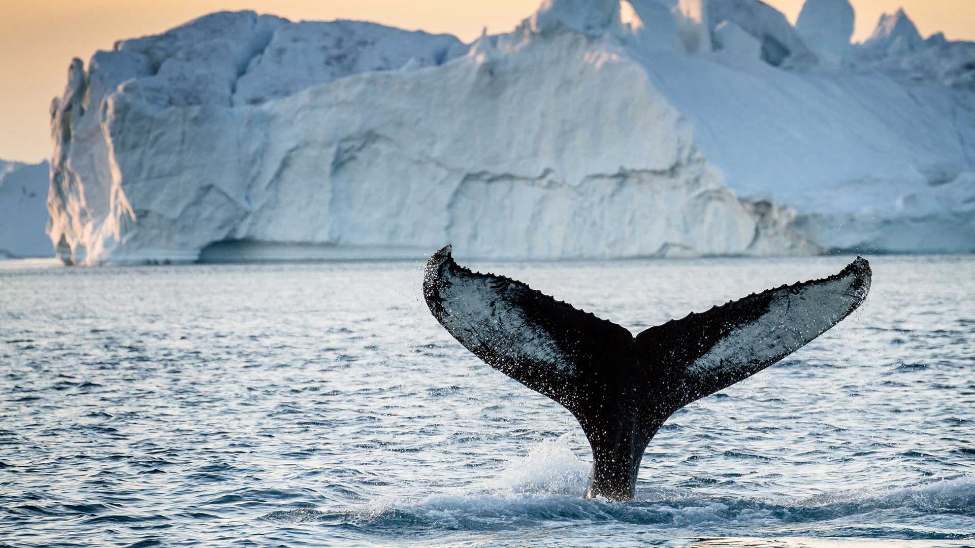 Whale Watching in Greenland - ©Julie Skotte - greenland.com