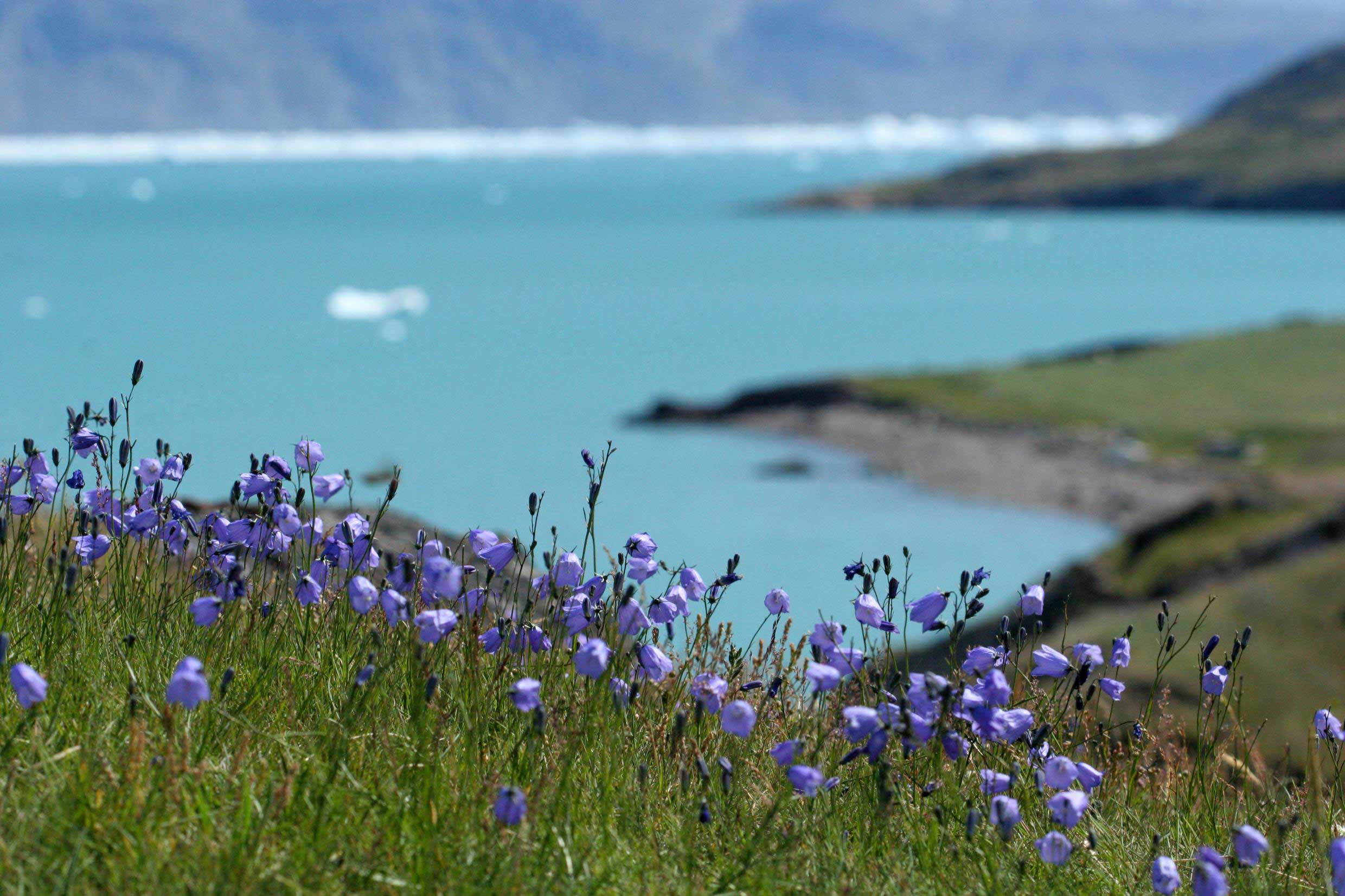 Summer Travel To Greenland : Summer holiday Packages : Nordic Visitor